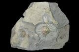 Four Species of Fossil Crinoids - Gilmore City, Iowa #157223-2